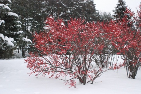 Red berries against the white snow